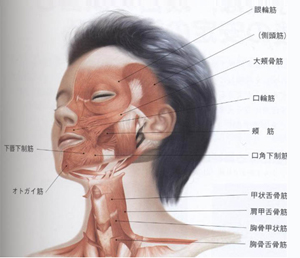 顎顔面の骨格と筋肉